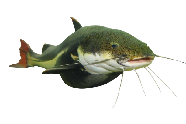 shutterstock 553120666 3429993029 removebg preview