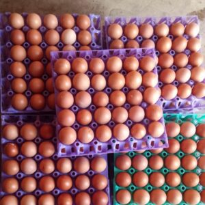 big size eggs