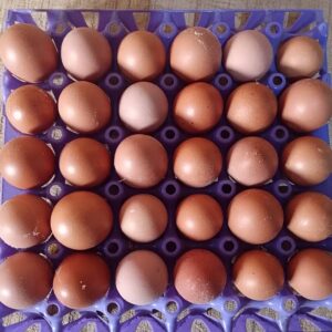 pullet size eggs