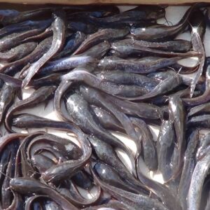 standard fingerlings